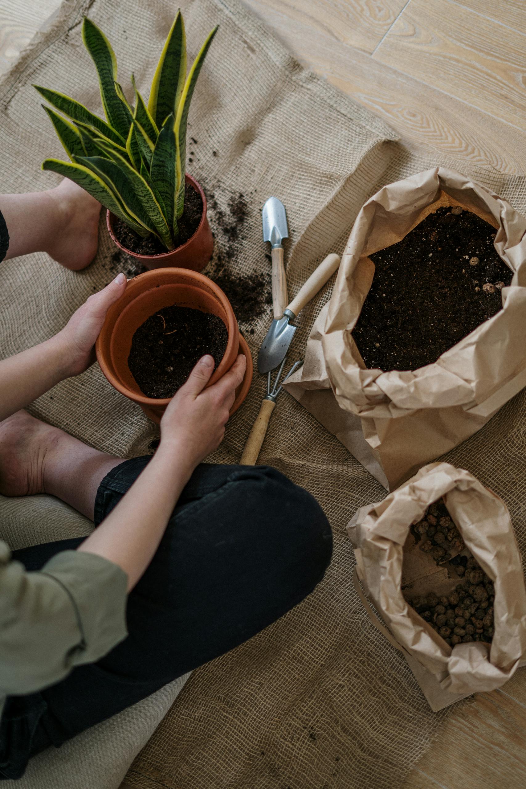 Hands-on gardening with a snake plant, pots, and soil. Perfect for indoor planting inspiration.